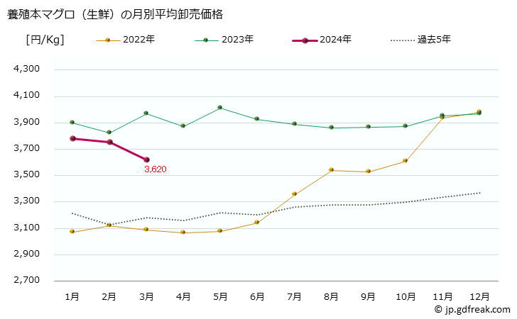グラフ 大阪・本場市場の生鮮ホンマグロ(クロマグロ,黒鮪)の市況(値段・価格と数量) 養殖本マグロ（生鮮）の月別平均卸売価格
